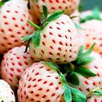 Fragaria x ananassa 'Pineberry' - Ananas Aardbei, Witte aardbei