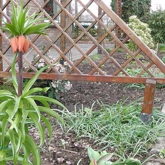 Fritillaria imperialis