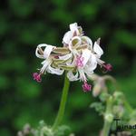 Pelargonium alternans - Pelargonium