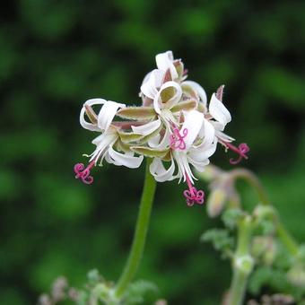 Pelargonium alternans