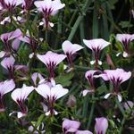 Pelargonium tetragonum - Geranium