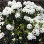 Rhododendron groenlandicum 'Helma' - Moeraspalm