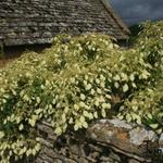 Schizophragma integrifolium - Pluimklimhortensia