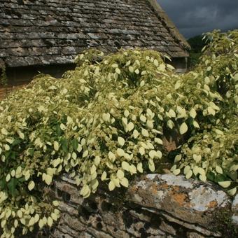 Schizophragma integrifolium