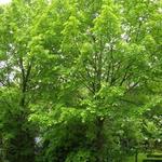 Tilia platyphyllos  'Delft' - Zomerlinde