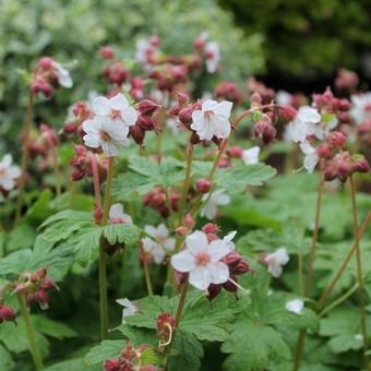 Geranium macrorrhizum 'Spessart'