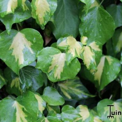 Klimop - Hedera helix 'Gold Heart'