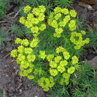 Euphorbia cyparissias   'Clarice Howard'