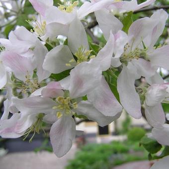 Malus domestica 'Sterappel'