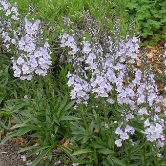 Veronica gentianoïdes