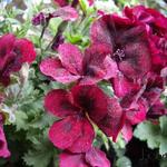 Pelargonium 'Bright Red' - Geranium