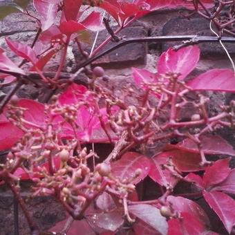 Parthenocissus tricuspidata 'Veitchii'