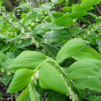 Welriekende salomonszegel - Polygonatum odoratum