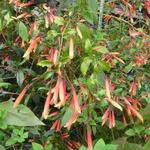 Justicia floribunda - Braziliaanse fuchsia