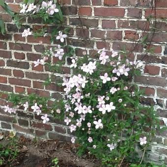 Clematis montana var. rubens