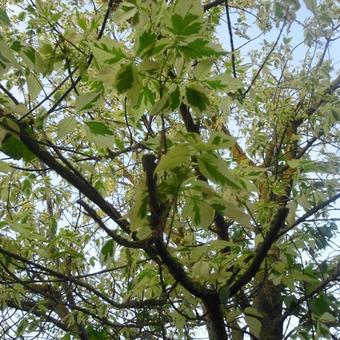 Acer platanoides 'Drummondii'