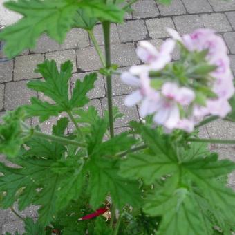 Pelargonium 'Graveolens'