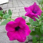 Surfinia 'Purple' - Hangpetunia