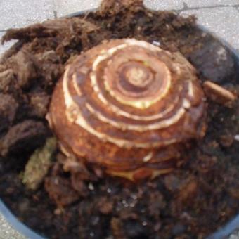 Colocasia esculenta