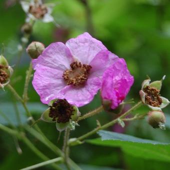 Rubus odoratus