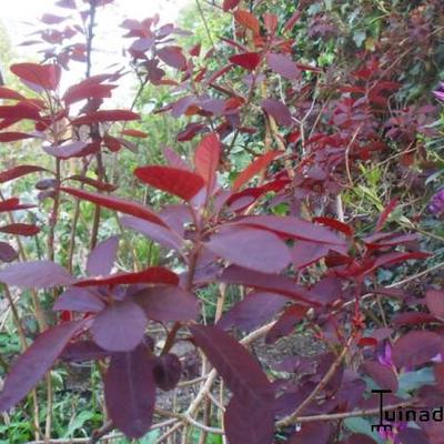 Cotinus coggygria 'Royal Purple' - Pruikenboom