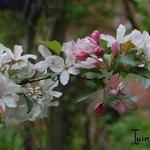 Malus 'Red Obelisk' - Sierappel