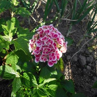 Hydrangea macrophylla 'Bicolor'