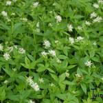 Asperula taurina - Bedstro