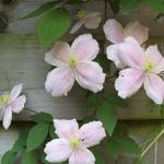 Clematis montana 'Fragrant Spring' - Bosrank