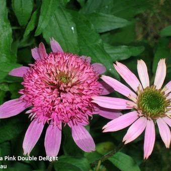 Echinacea purpurea 'Pink Double Delight'