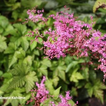 Filipendula 'Kahome'