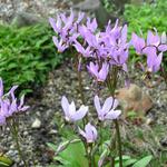 Dodecatheon meadia - Twaalfgodenkruid