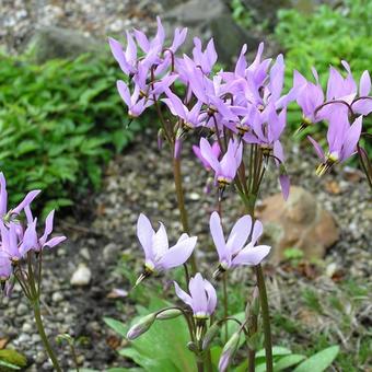 Dodecatheon meadia