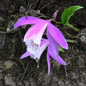 Pleione formosana