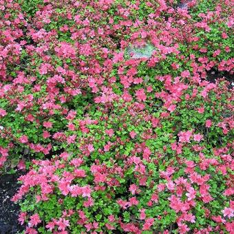 Rhododendron kiusianum