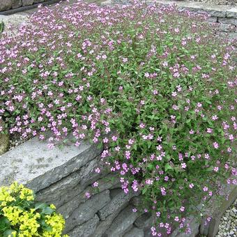 Saponaria ocymoides