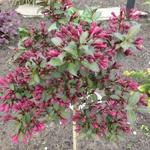 Weigela florida 'Minor Black' - Weigelia