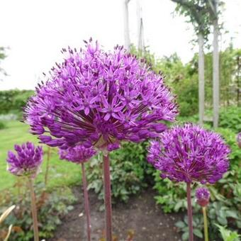 Allium giganteum