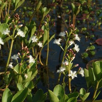 Menyanthes trifoliata