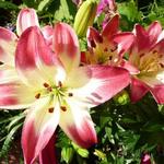 Lilium ‘Sugar Love'  - Lelie