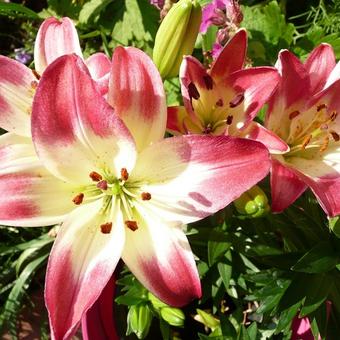 Lilium ‘Sugar Love'