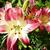 Lilium ‘Sugar Love'