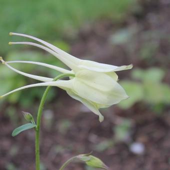 Aquilegia hybride