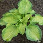 Hosta 'Pistache' - Hartlelie/Funkia