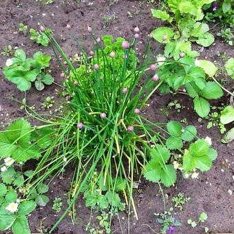 Allium schoenoprasum