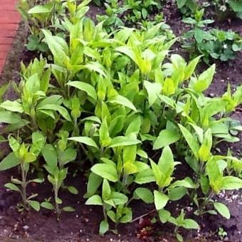 Helianthus tuberosus