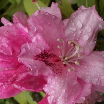 Rhododendron 'Albert Schweitzer'