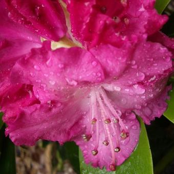 Rhododendron 'Germania'