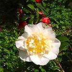 Camellia x williamsii 'Jury's Yellow' - Camelia