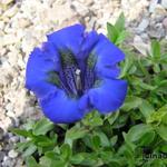 Gentiana acaulis 'Luna' - Stengelloze alpengentiaan